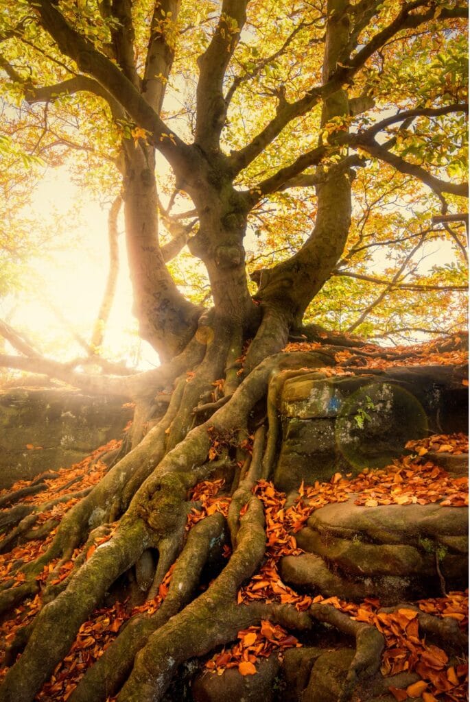 arbre avec de grosses racines visibles