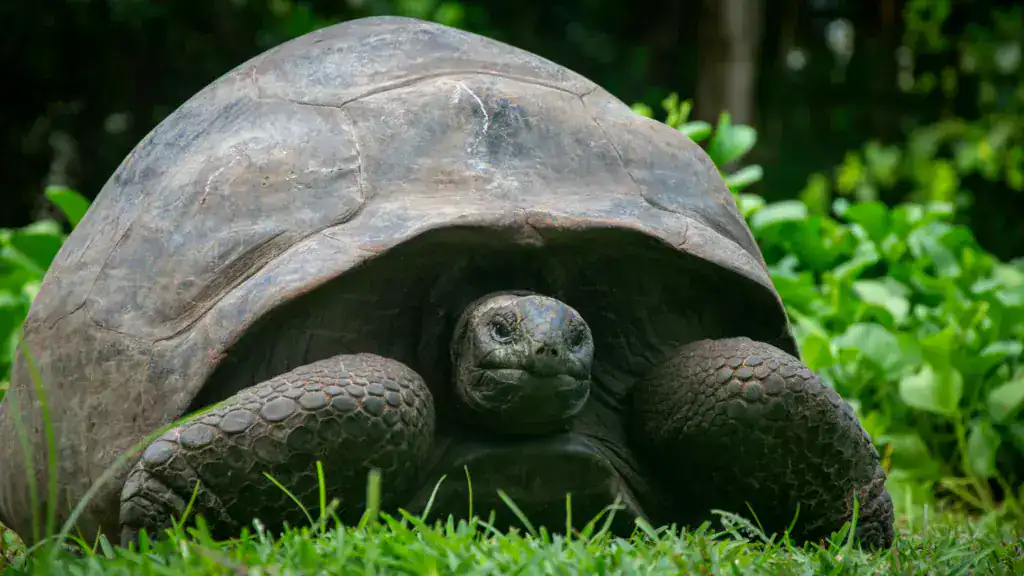 Image actuelle : tortue